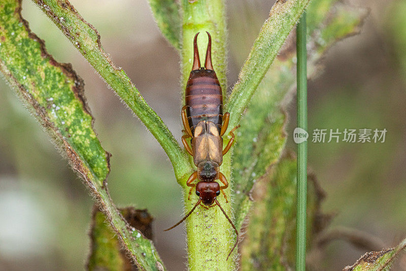 耳孔虫(Forficula auricularia)，普通蠼螋。